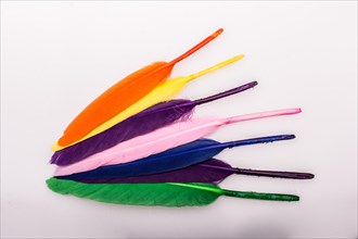 Studio shot photo of colored bird feathers as texture background