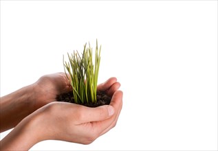Green grass seedling in handful soil in hand on an isolated background