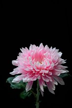Pink Crysanthemum 'Antonov'