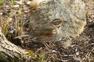 Redwing standing on ground in front of stone looking right