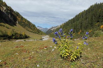 Willow gentian