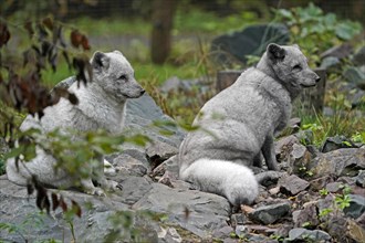 Two arctic foxes