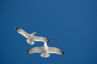 Pair of seagulls flying in blue a sky background