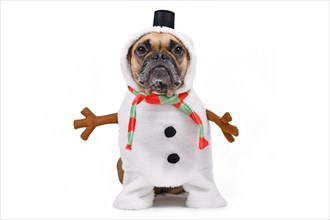 Funny French Bulldog dog dressed up as snowman with full body suit costume with striped scarf