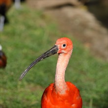 Red Sickler or scarlet ibises