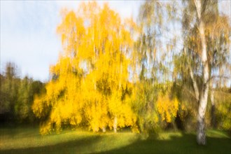 Autumnal discoloured birch trees