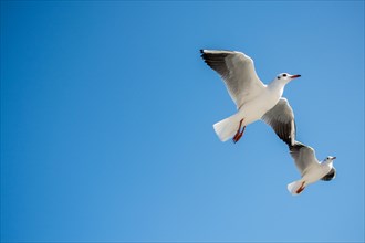 Pair of seagulls flying in the sky background