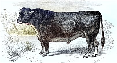 Bull of the Scottish Hornless Breed