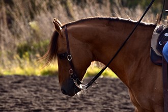 Detailed view of the head and neck with equipment of an American Quarter Horse in training