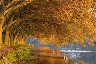 Autumnal plane tree avenue at Lake Baldeney with swans