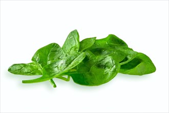 Fresh green baby spinach leaves isolated on white