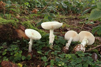 White amanita