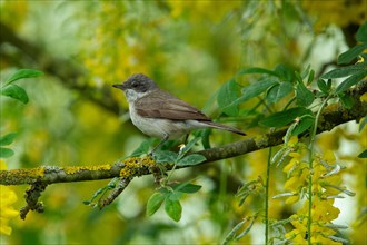 Lesser whitethroat sitting on branch in front of yellow flowers and green leaves left looking