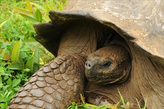 Galapagos giant tortoise on Santa Cruz