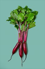 Fresh spring beetroot with tops