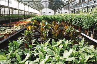 Potted plants growing greenhouse. Resolution and high quality beautiful photo