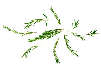 Vibrant rosemary sprigs are scattered on a white background