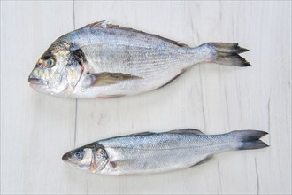 Raw dorada and seabass fish on white wooden table