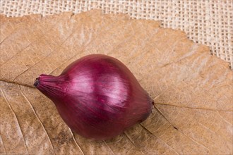 Whole red onion placed bulb on linen canvas