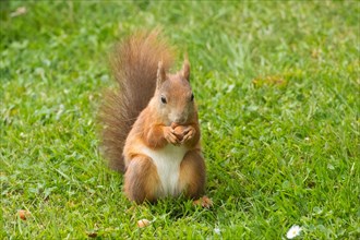 Squirrel holding nut in hands sitting in green grass looking from front