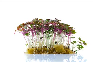 Fresh microgreens. Sprouts of shiso isolated on white background