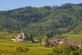 Autumn vineyards in Alsace