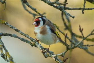 Goldfinch standing on branch looking left