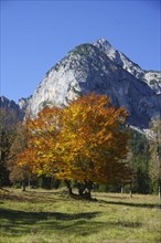 Autumn-coloured maples