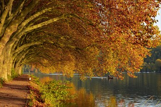 Autumnal plane tree avenue at Lake Baldeney with rowers