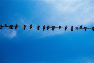 Pigeon birds perched on wire with blue sky background