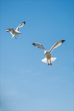 Seagulls flying in a sky as a background