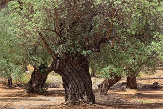 Old olive trees