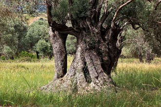 Old olive trees with thick trunks