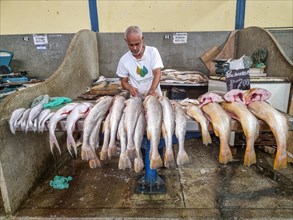 Fresh fish for sale