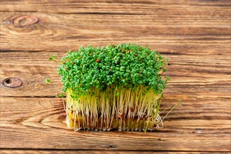 Fresh microgreens. Sprouts of watercress on wooden background