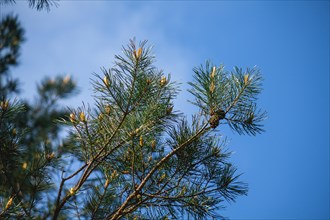 Conifer tree overlooking the sky