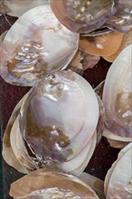 Various types of little colorful seashells