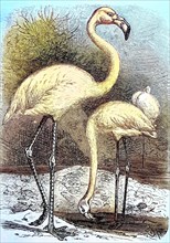 Great greater flamingo