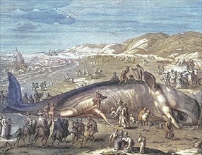 Dutch pamphlet depicting a beached whale