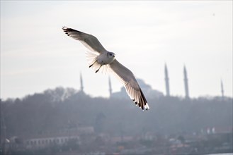 Seagulls flying in sky in Istanbul of Turkey