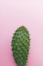 Cactus with many thorns colored background
