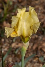 Dwarf iris yellow flower