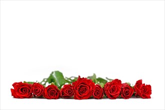 Red roses arranged in a row on white background