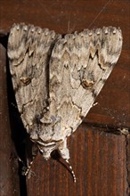 Rosy Underwing Moth with closed wings sitting on wood looking down