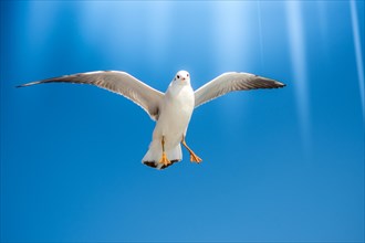 Pair of seagulls are flying in a sky as a background