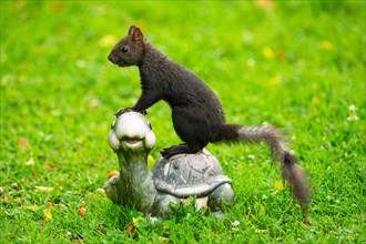Squirrel standing on turtle in green grass looking left