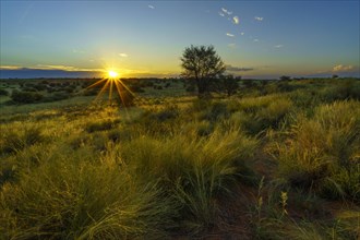 Vast landscape with green bushes and trees of the Kalahari desert