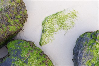 Stones covered with algae on the beach