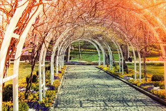 Arches of flower trees tunnel in a green garden