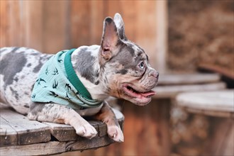 French Bulldog dog with blue neckerchief lying down between wooden industrial cable drums